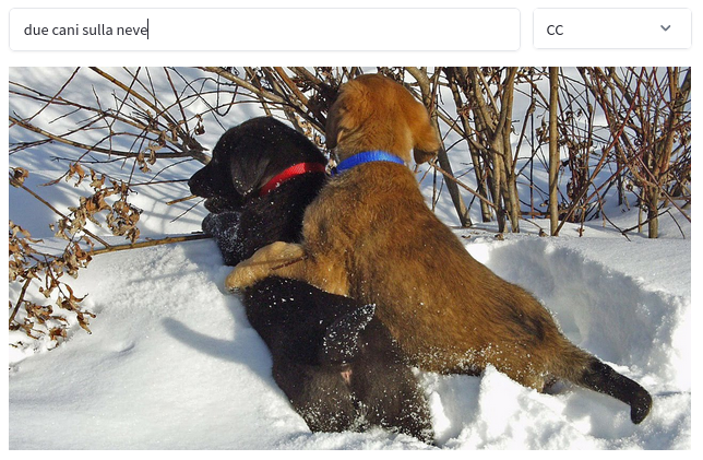 CLIP-Italian searching for 'due cani sulla neve'